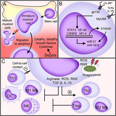 Myeloid-Derived Suppressor Cells in Sepsis